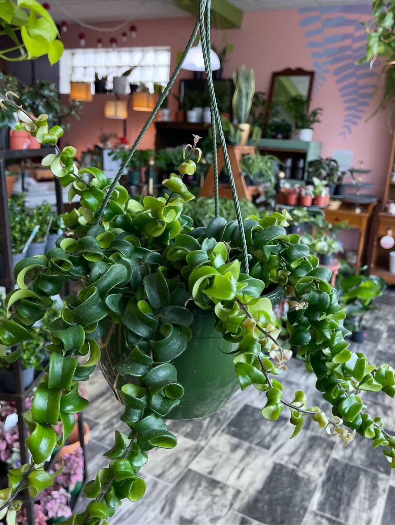 Life is Succulent