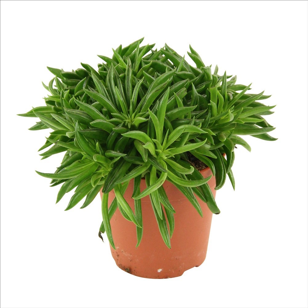 Happy Bean (Peperomia ferreyrae) | Life is Succulent