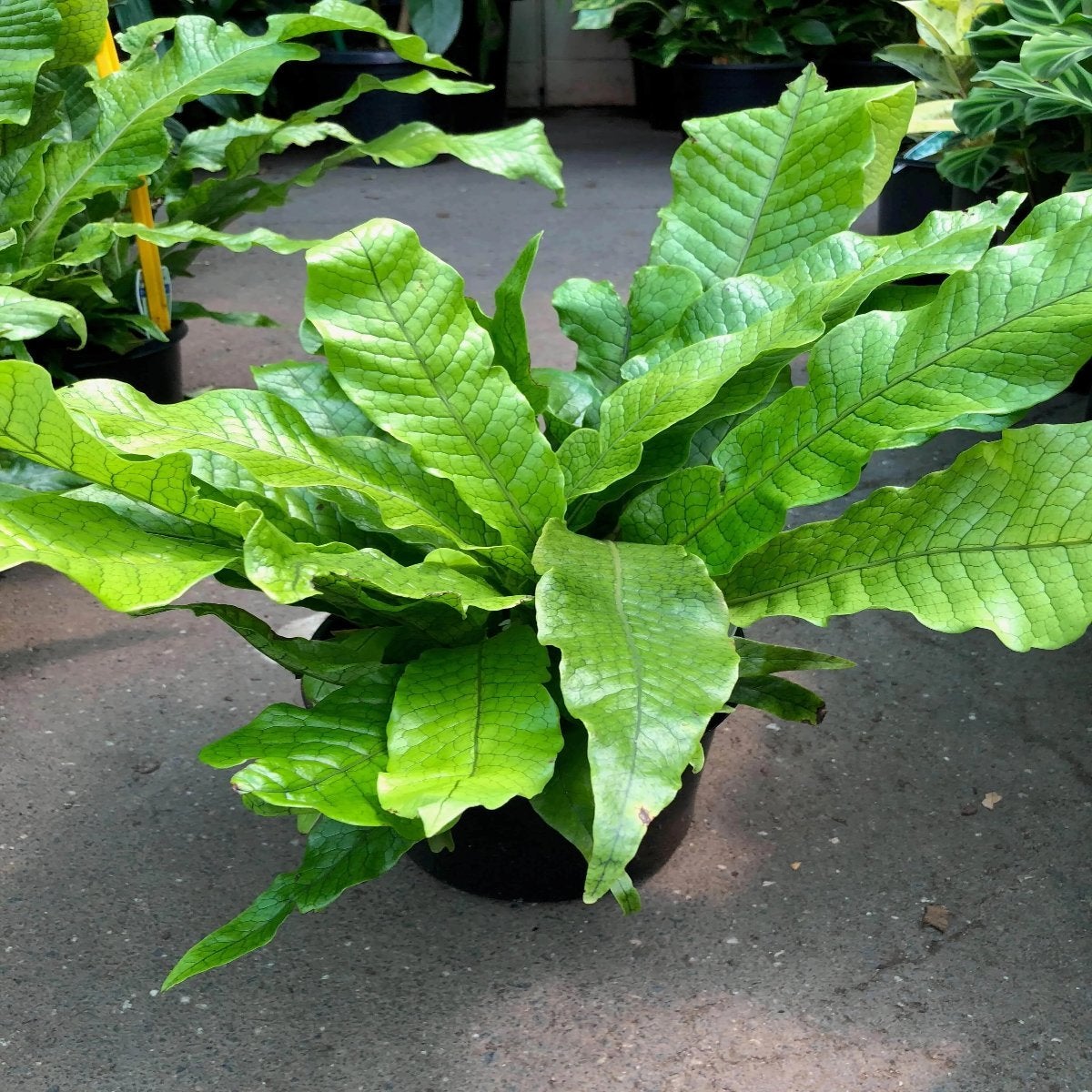 Crocodile Fern | Life is Succulent