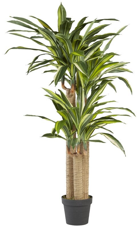 Corn Plant (Dracaena Massangeana) | Life is Succulent