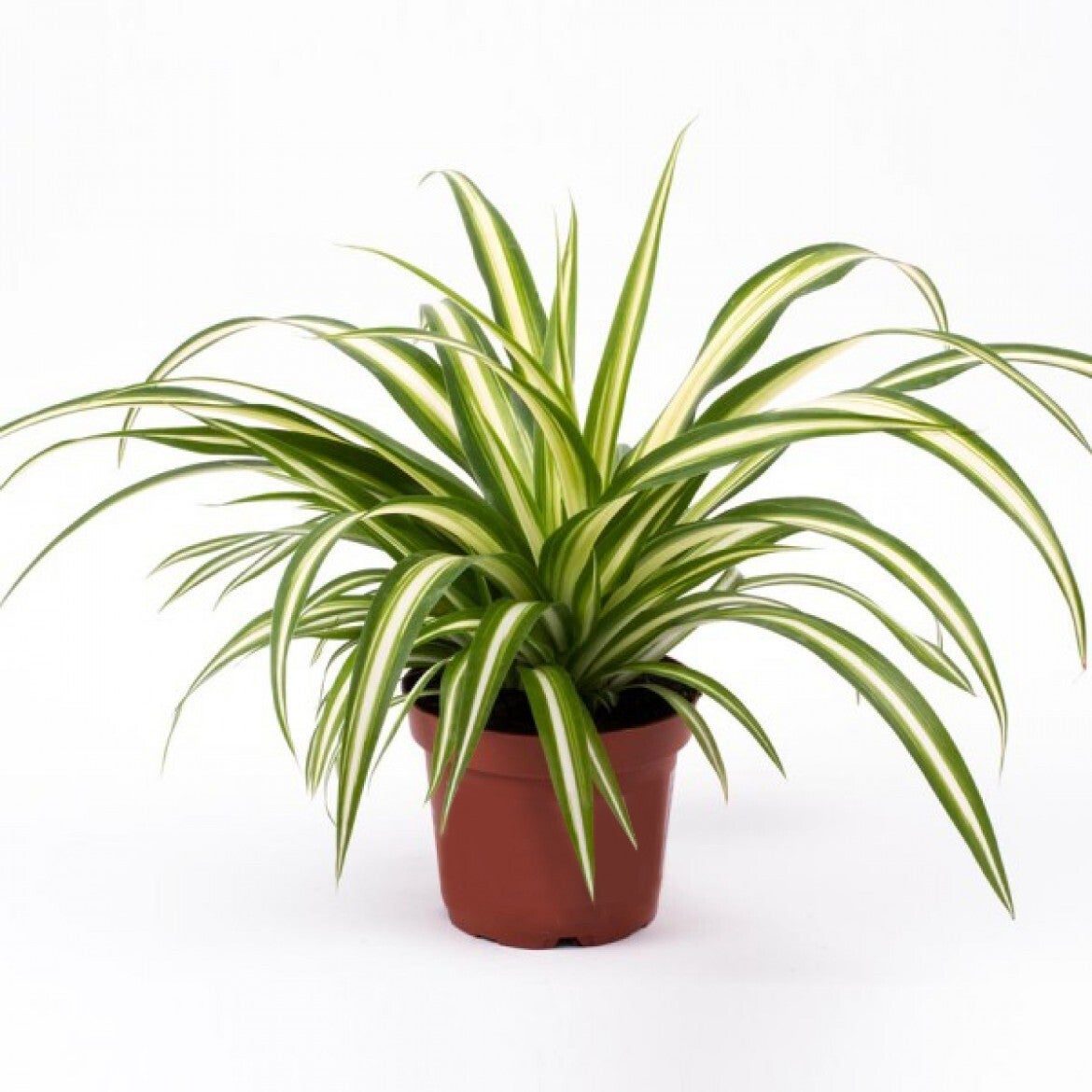 Spider Plant, Spider Plant - Variegatum