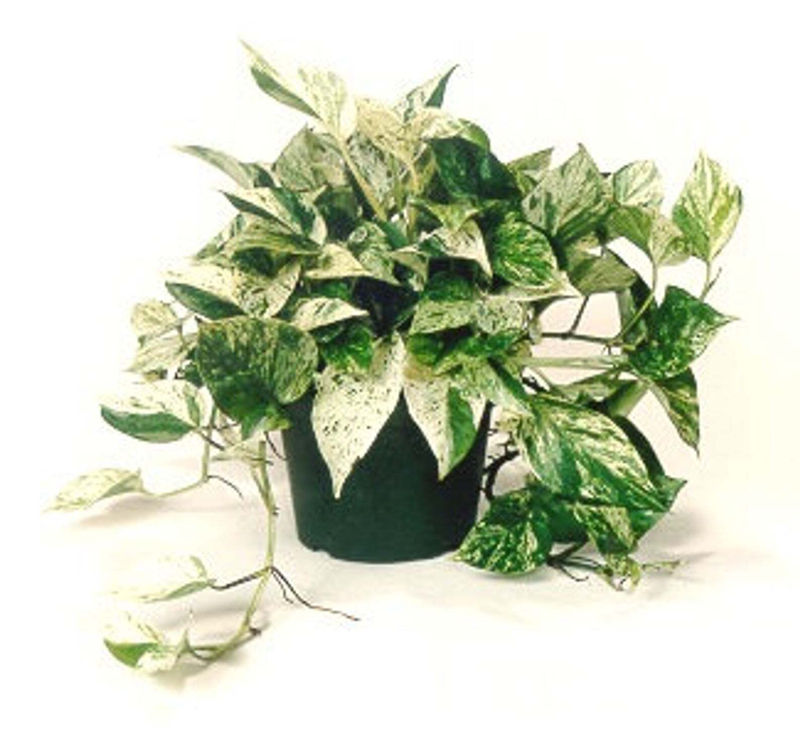 Epipremnum aureum 'Marble Queen' (Pothos)